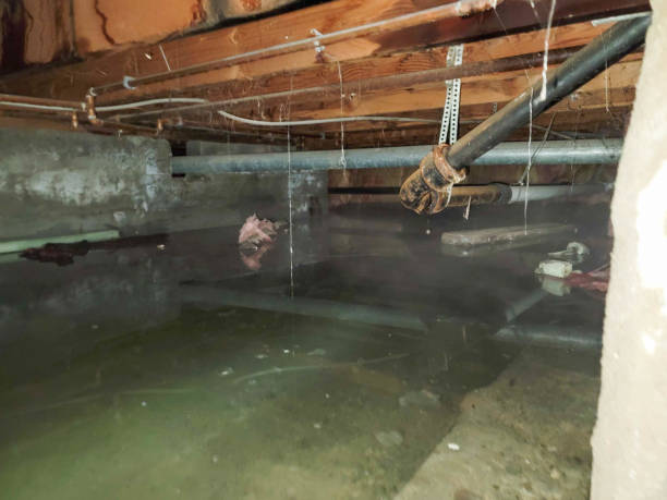 Best Flood restoration services  in Charlotte Park, FL
